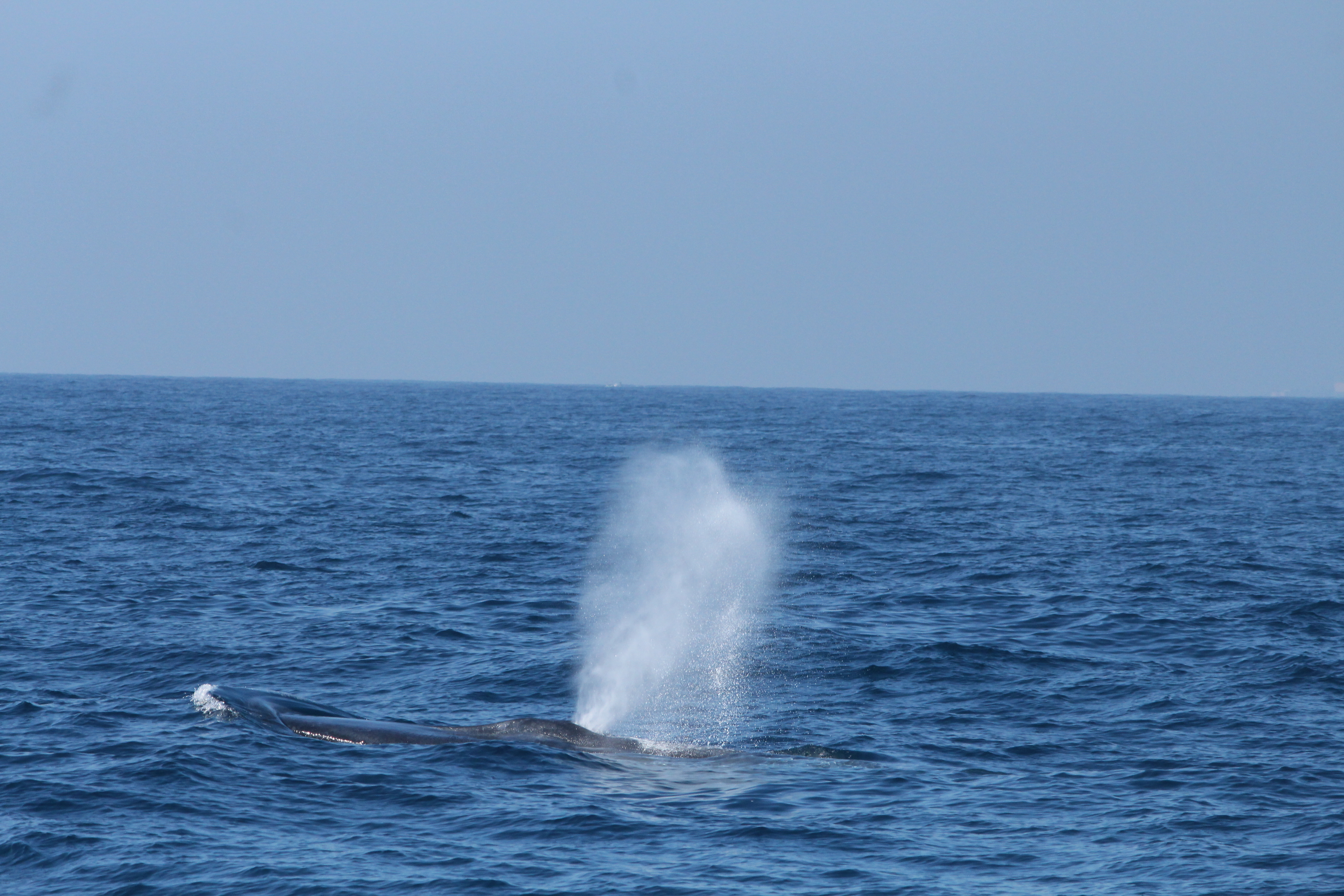 A Brief History of Whale Watching in Sri Lanka